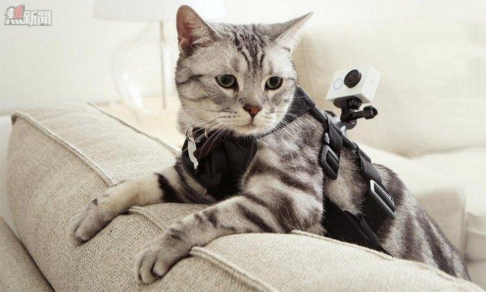 cat-yi-cam