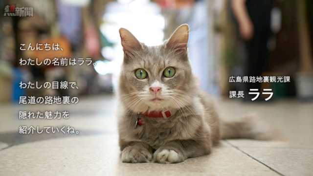 萌爆！廣島觀光局推貓貓視點，與你在 Google Map 上相遇