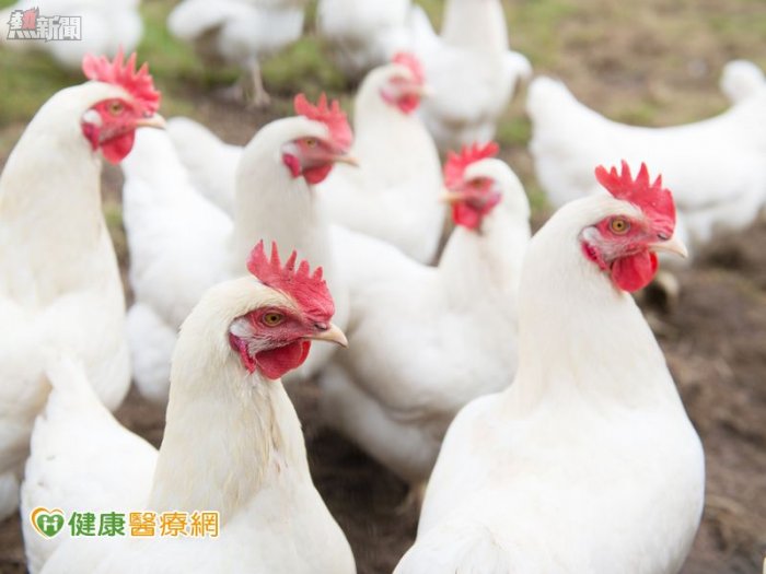中國H7N9病例持續增加　避免接觸禽鳥及活禽市場