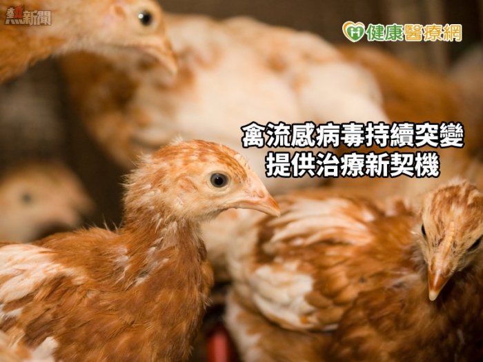 禽流感病毒持續突變　人類單株抗體提供治療契機