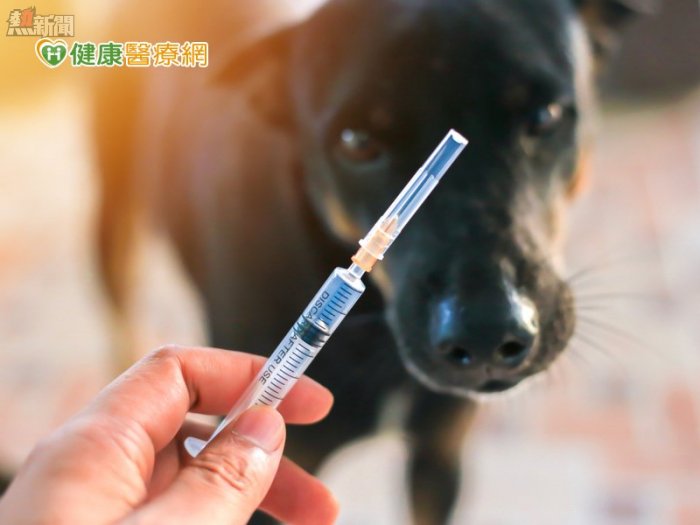 動物咬傷擔心狂犬病？「毛小孩」接種疫苗是預防關鍵