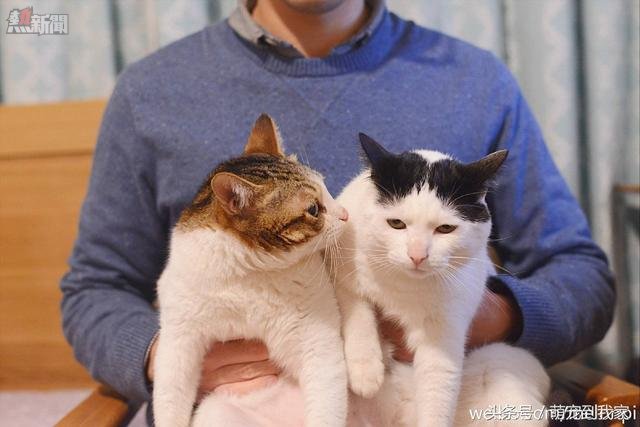 家裡的兩隻貓拍合照的位置不對就相互打架，主人換了位置后就乖了