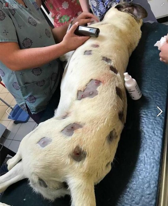 主人以為狗狗被蚊蟲叮咬帶去給醫生檢查，醫生偷偷報警因為:「牠是被人虐待」