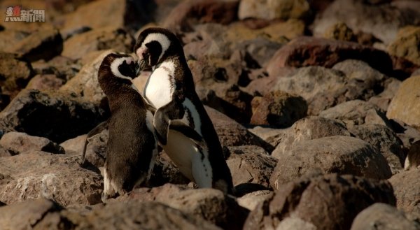 Penguins in love form a heart shape together with their plumage