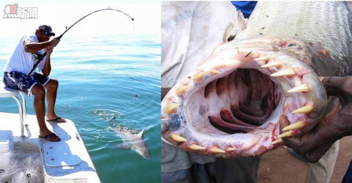 拉线手竿,这时却发生鱼竿那头异常沉重,起初他还以为钓到了一条大鱼