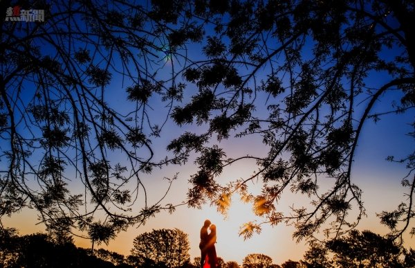 Silhouetted branches envelop a couple sharing an intimate moment at sunset